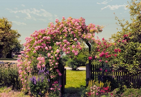 �������� Komar 8-936 Rose Garden