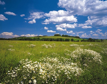 �������� Komar Meadow 8-254